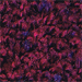 Burgundy Berry