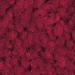 Cranberry